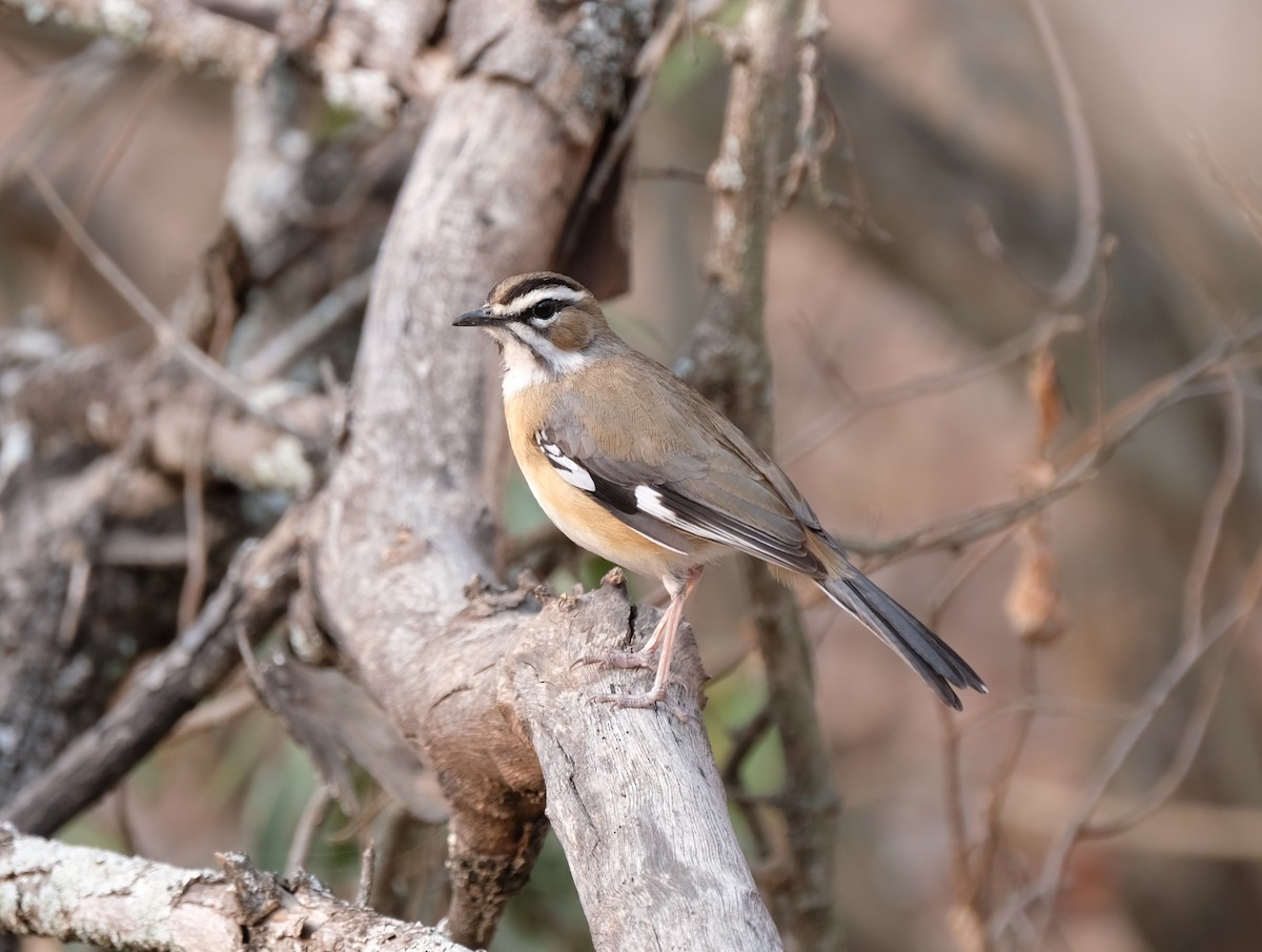 Bearded Scrub-Robin - ML641596147