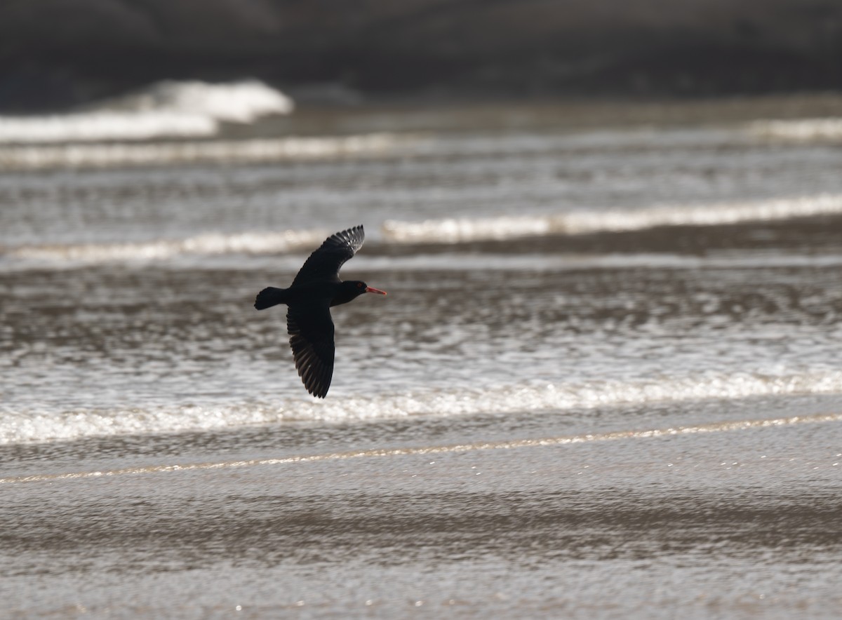 Sooty Oystercatcher - ML641596158