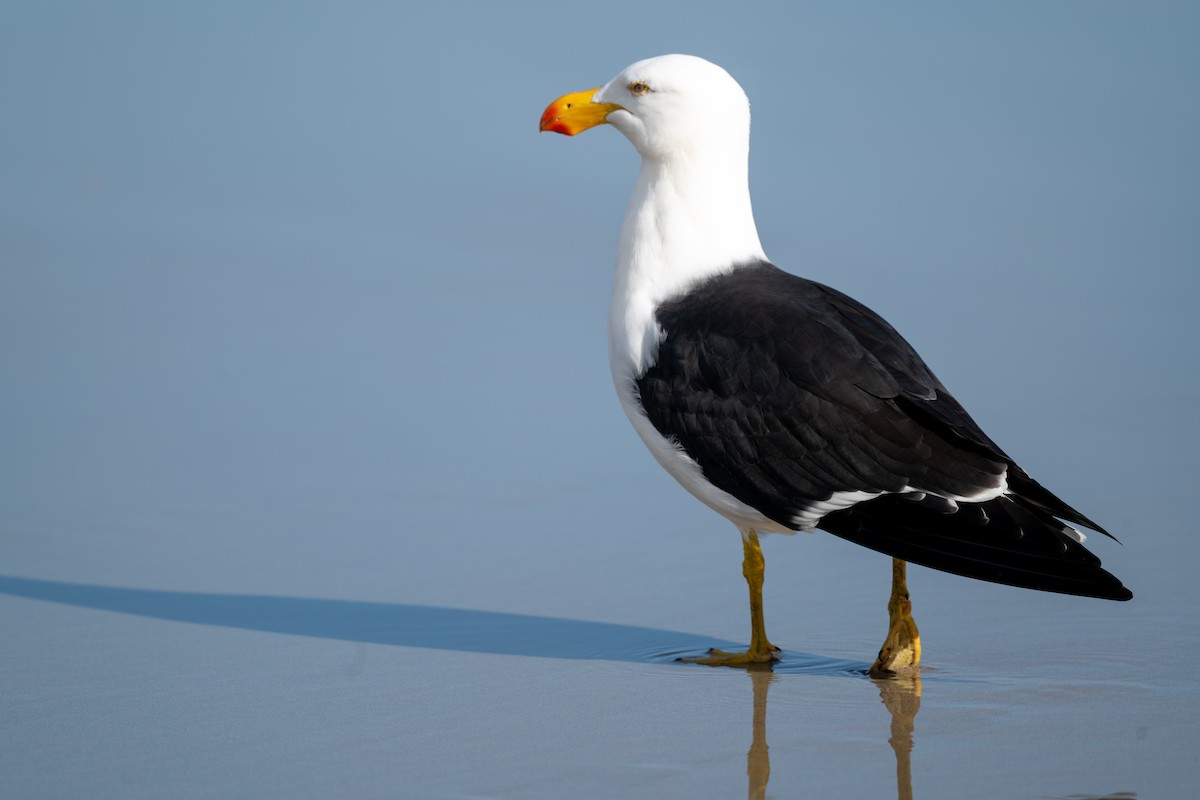 Pacific Gull - ML641596161