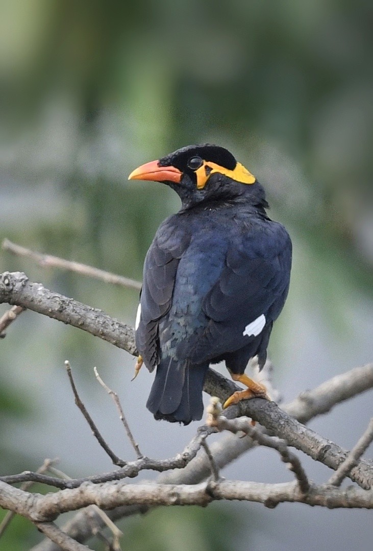Common Hill Myna - ML641596168