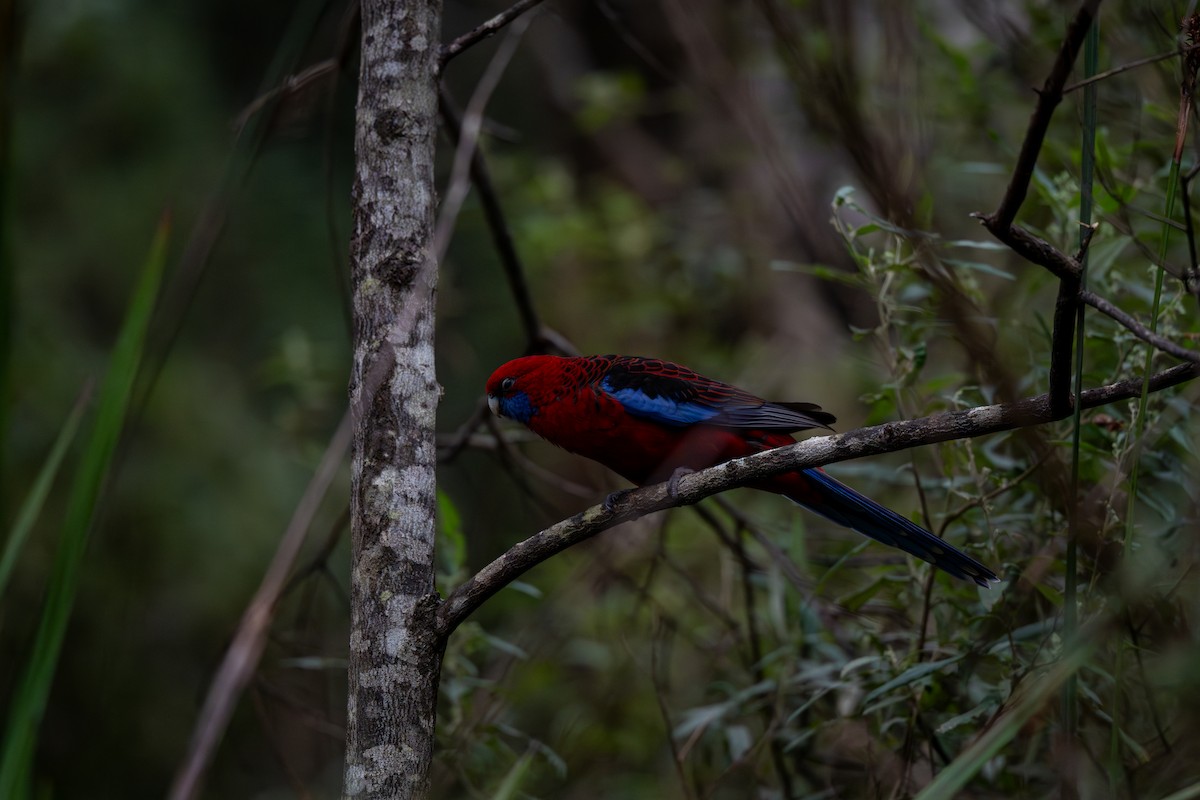 Crimson Rosella - ML641596169