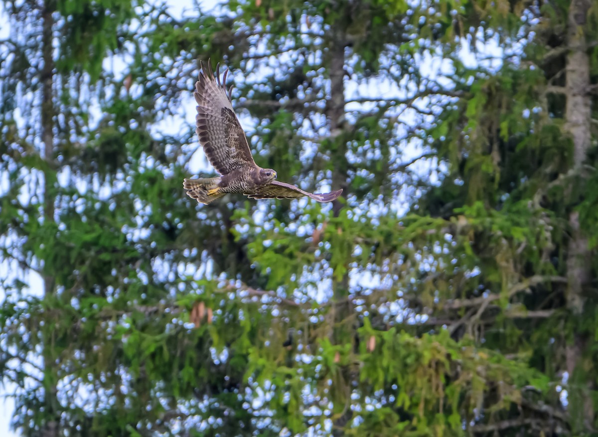 Common Buzzard - ML641596172