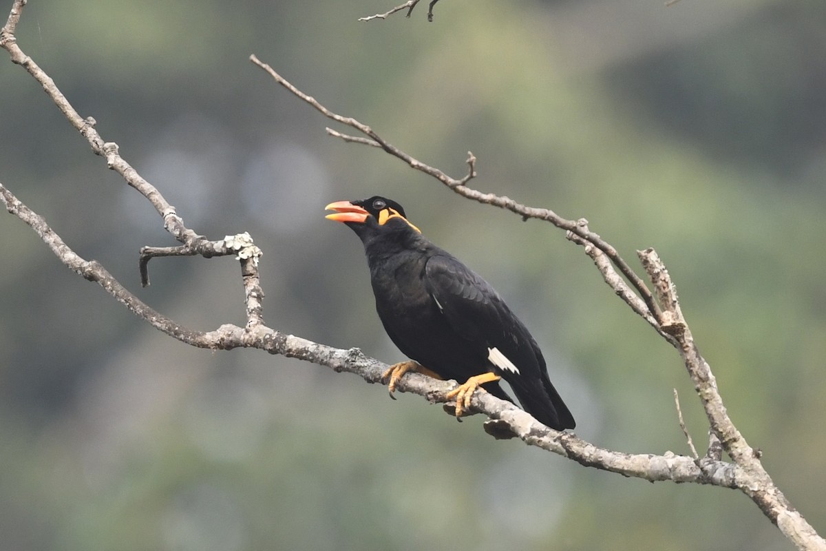 Common Hill Myna - ML641596177