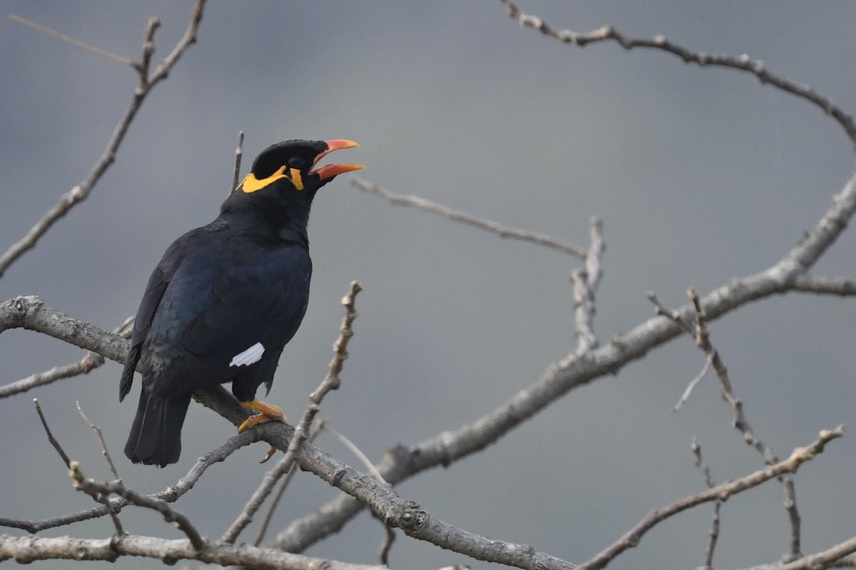 Common Hill Myna - ML641596178