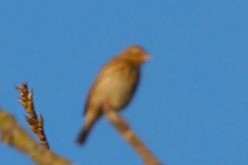 Tree Pipit - ML641596180