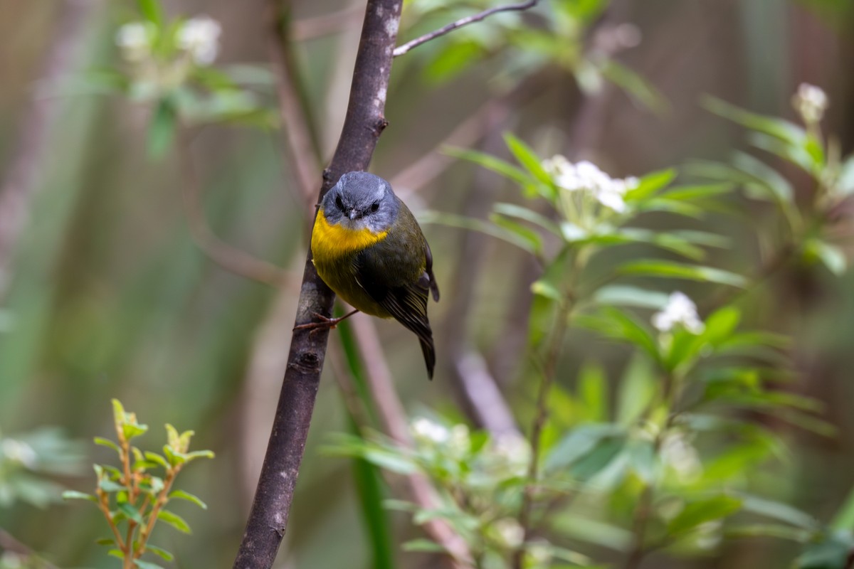 Eastern Yellow Robin - ML641596186