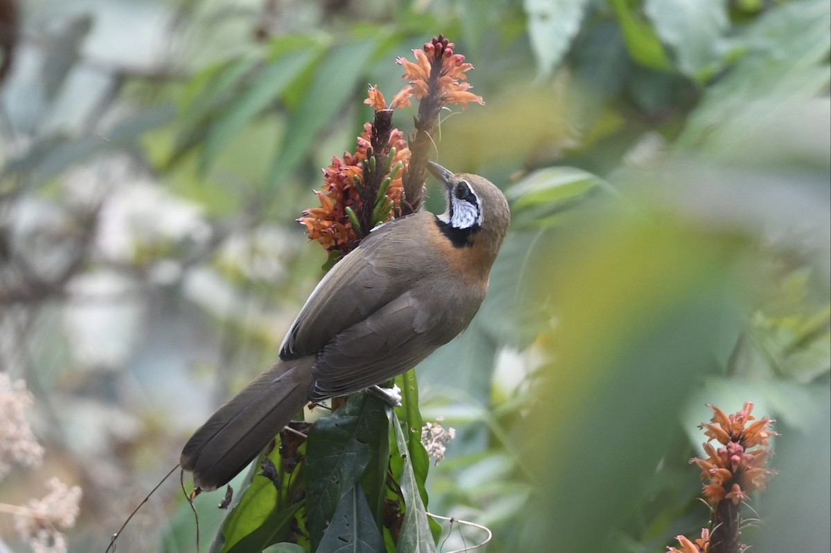 Lesser Necklaced Laughingthrush - ML641596187
