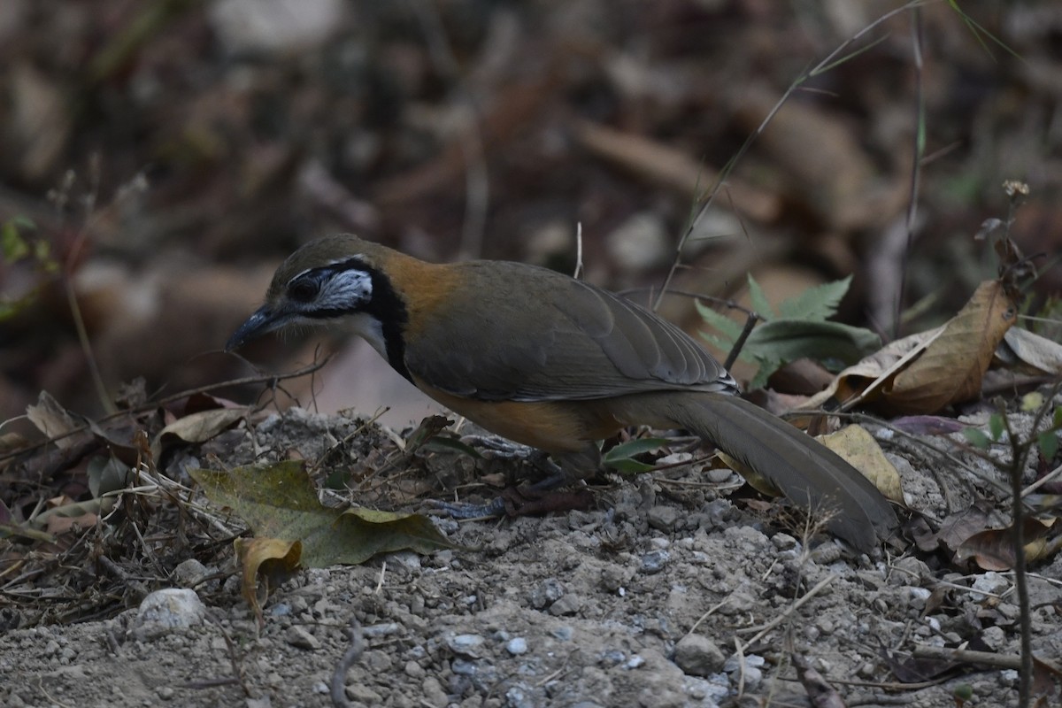 Lesser Necklaced Laughingthrush - ML641596188