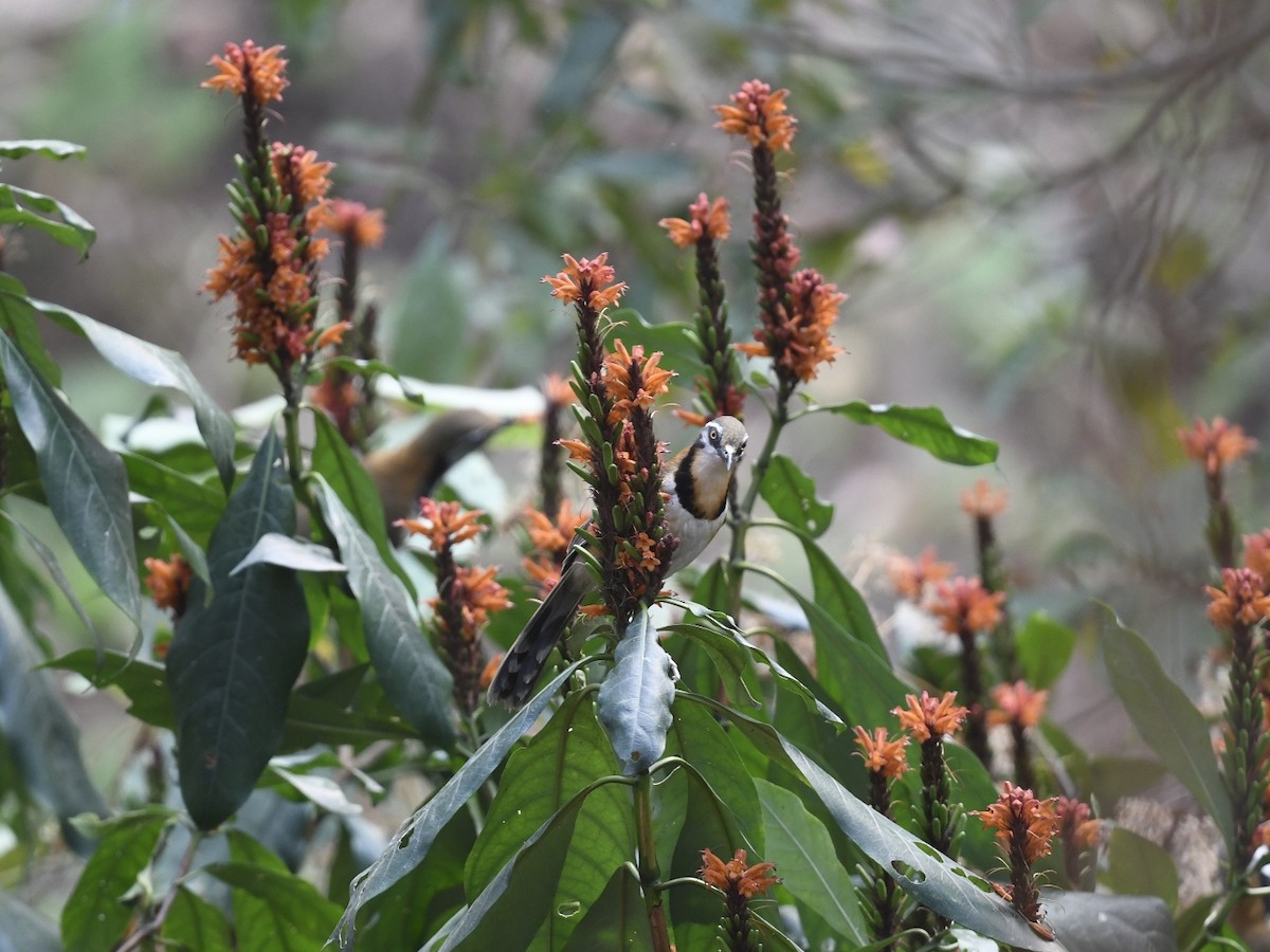 Lesser Necklaced Laughingthrush - ML641596189