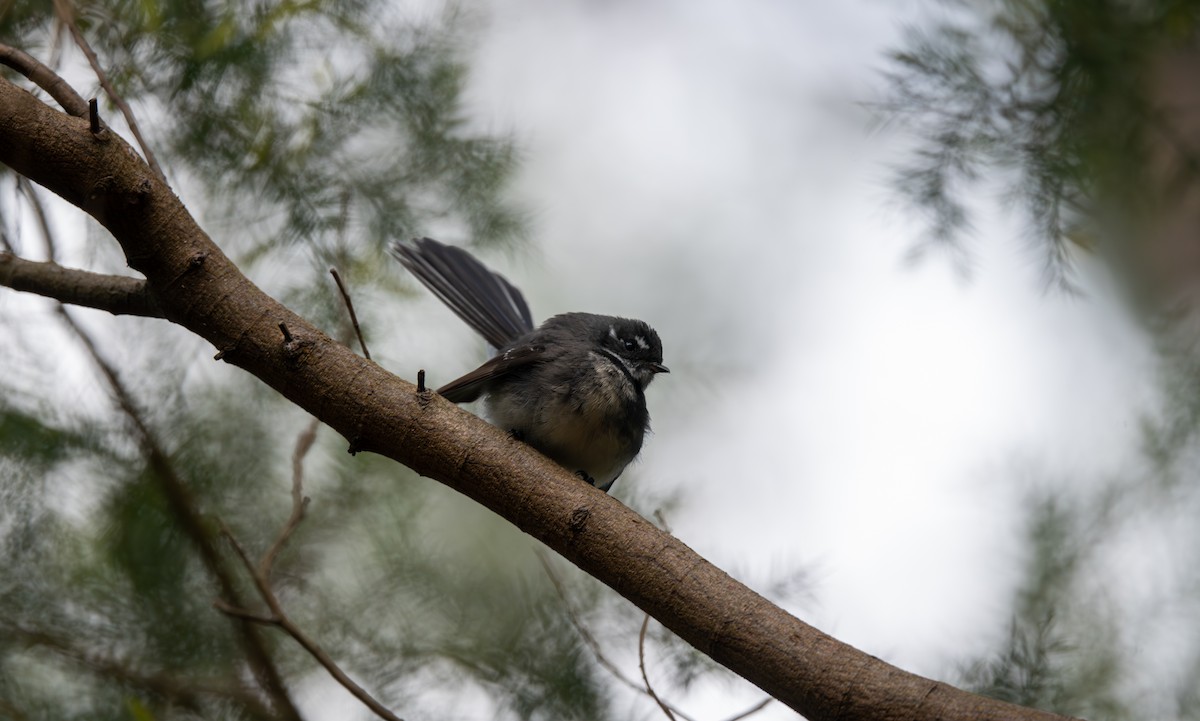 Gray Fantail - ML641596204