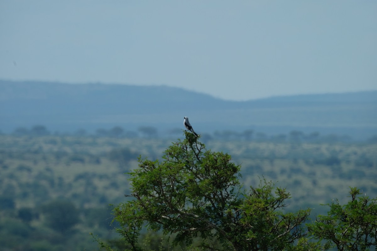 Lesser Gray Shrike - ML641596208