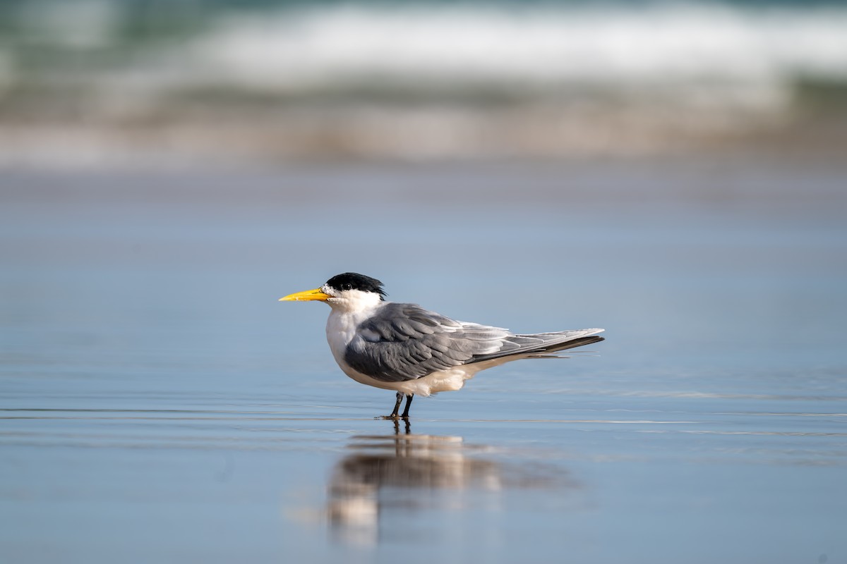 Great Crested Tern - ML641596216