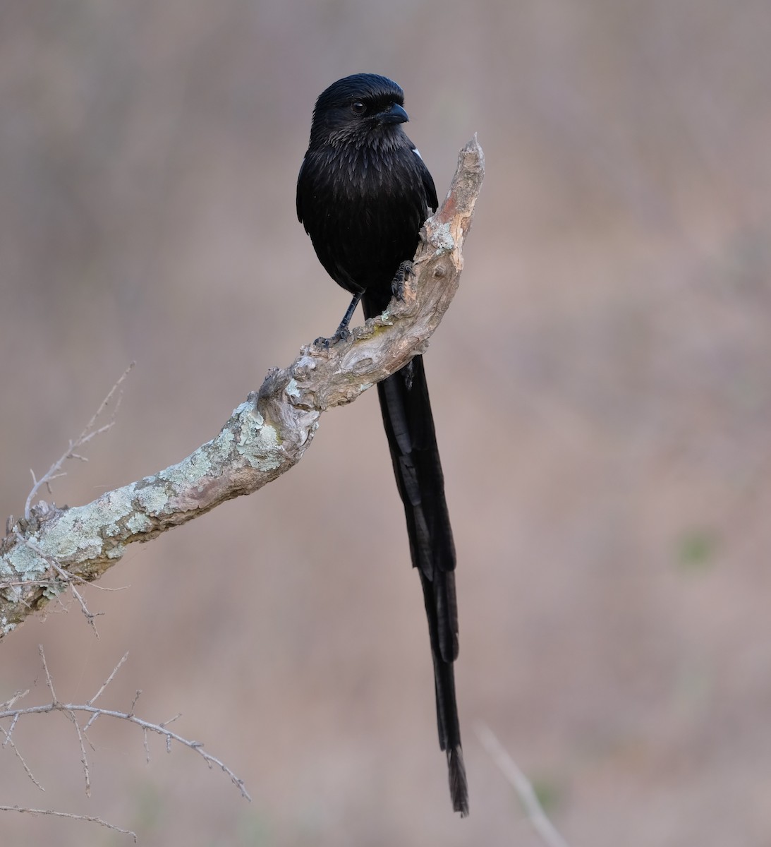 Magpie Shrike - ML641596228