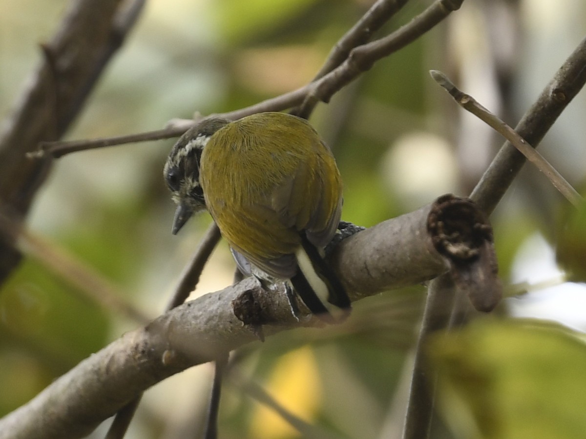 Speckled Piculet - ML641596242