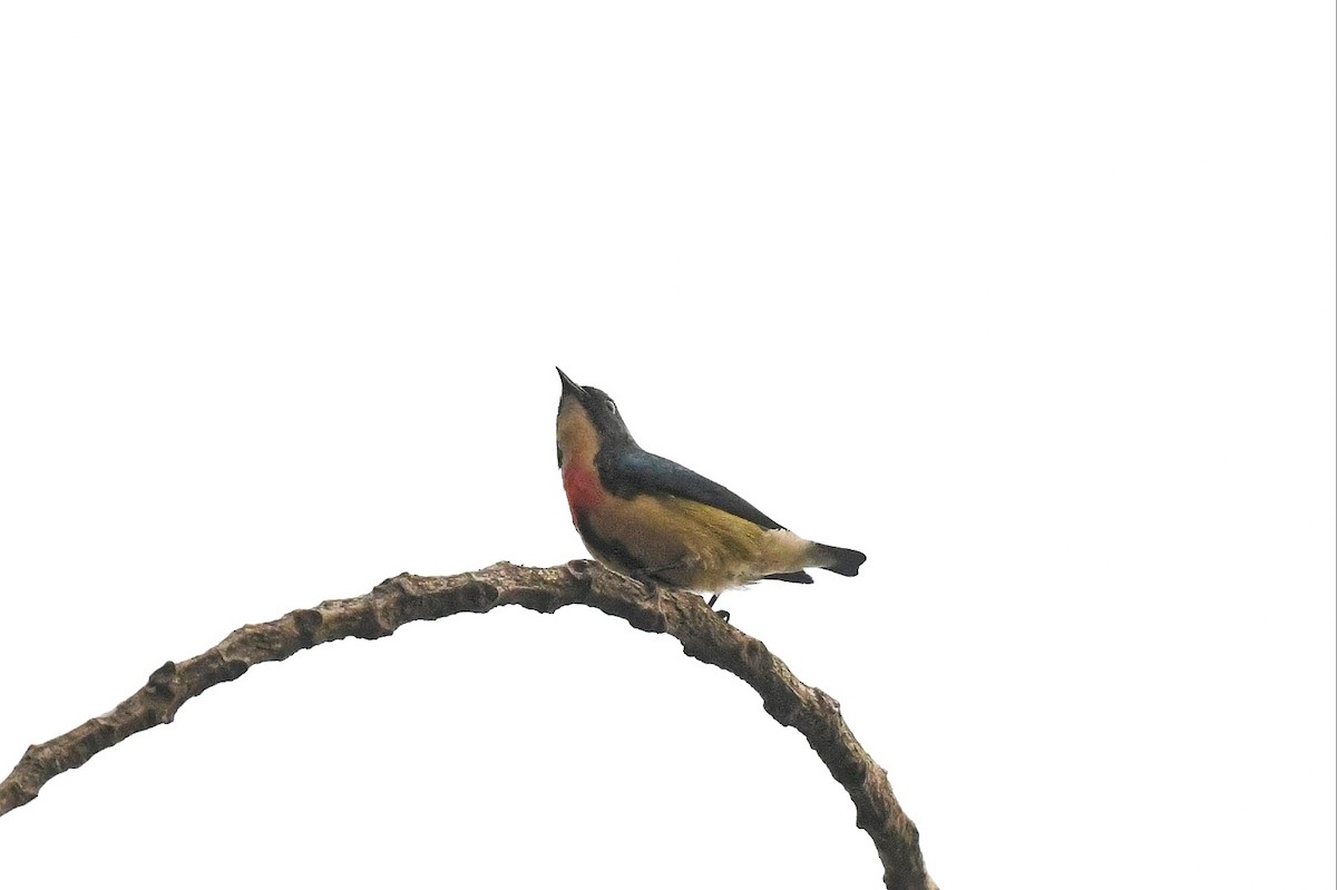 Fire-breasted Flowerpecker - ML641596253