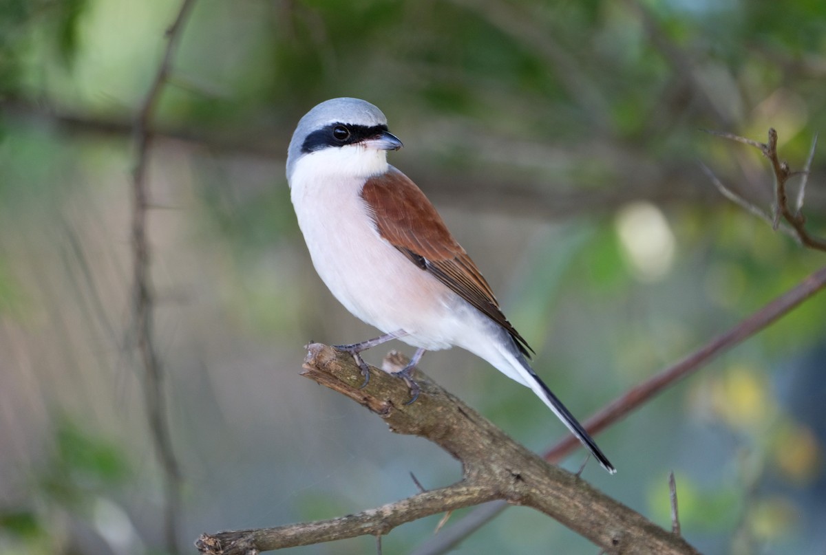Red-backed Shrike - ML641596271