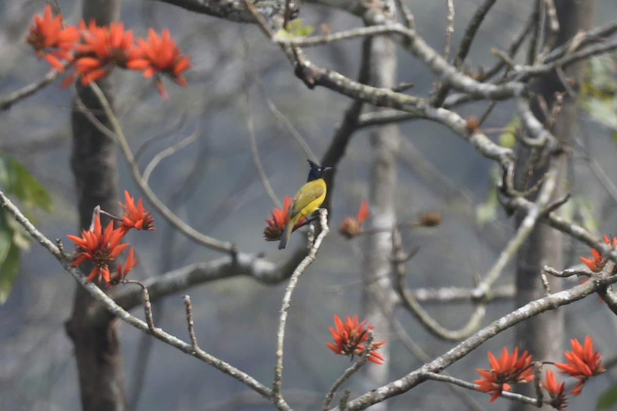 Black-crested Bulbul - ML641596288