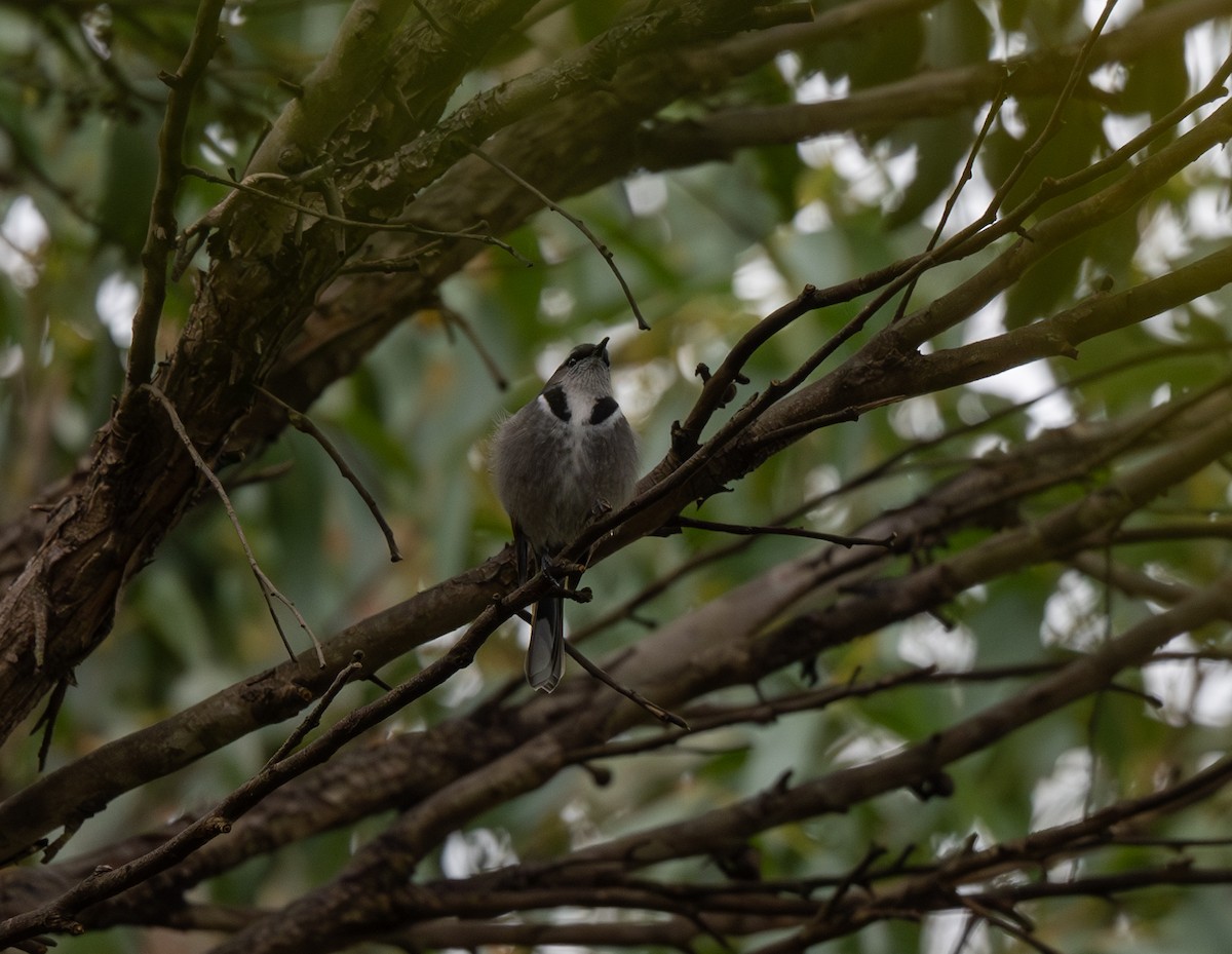 Crescent Honeyeater - ML641596291