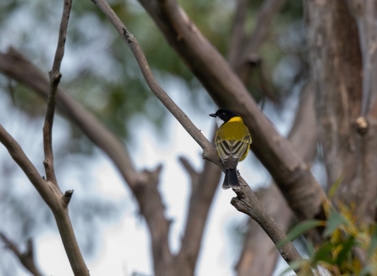 Golden Whistler - ML641596293