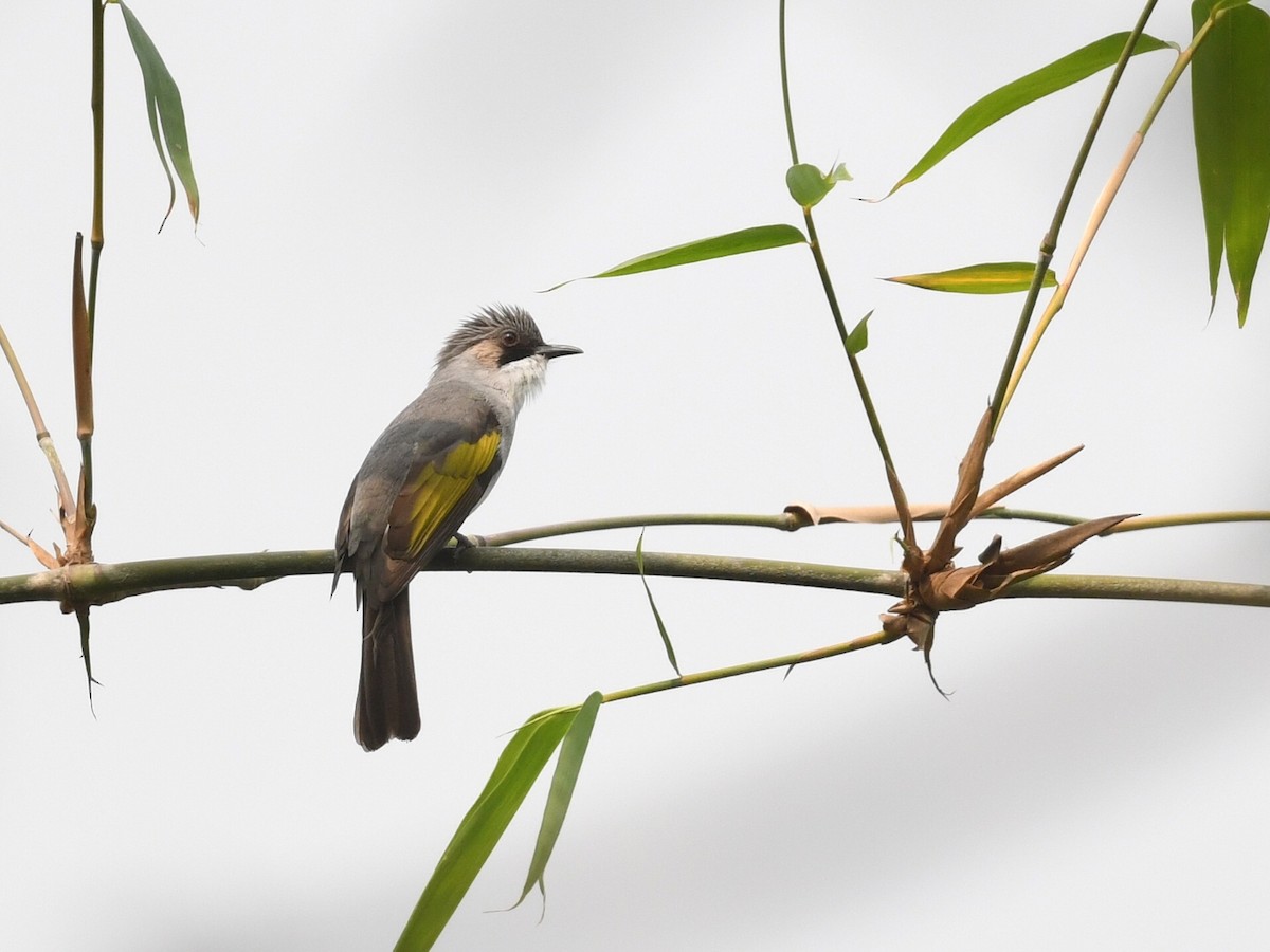 Ashy Bulbul - ML641596309