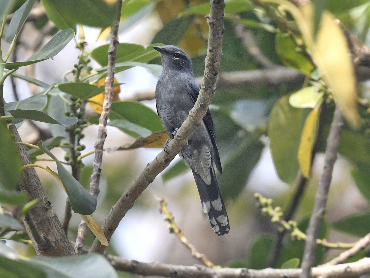 Black-winged Cuckooshrike - ML641596313