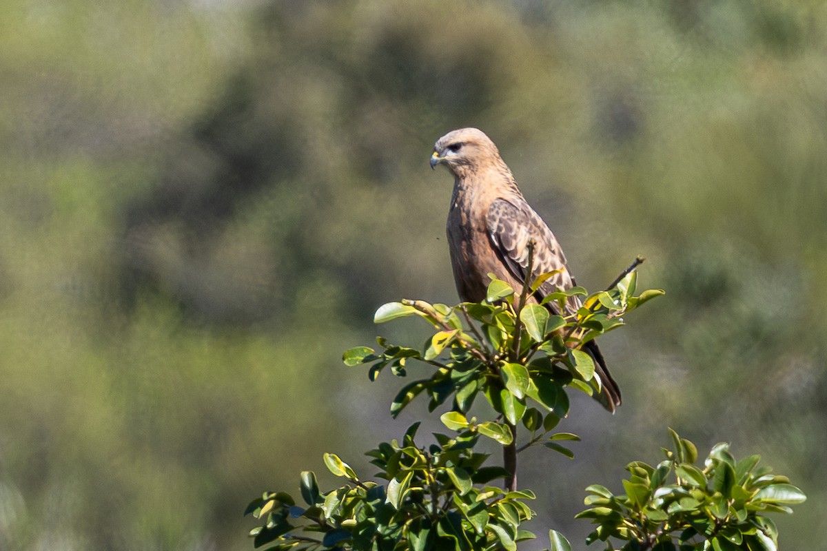 Elgin Buzzard (undescribed form) - ML641596332