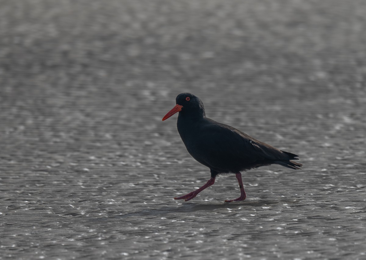 Sooty Oystercatcher - ML641596335