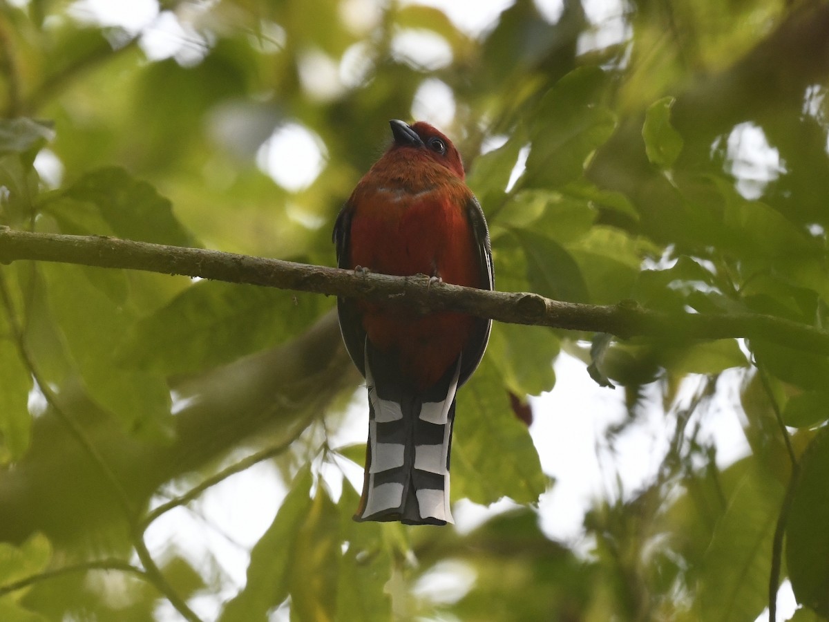 Red-headed Trogon - ML641596338