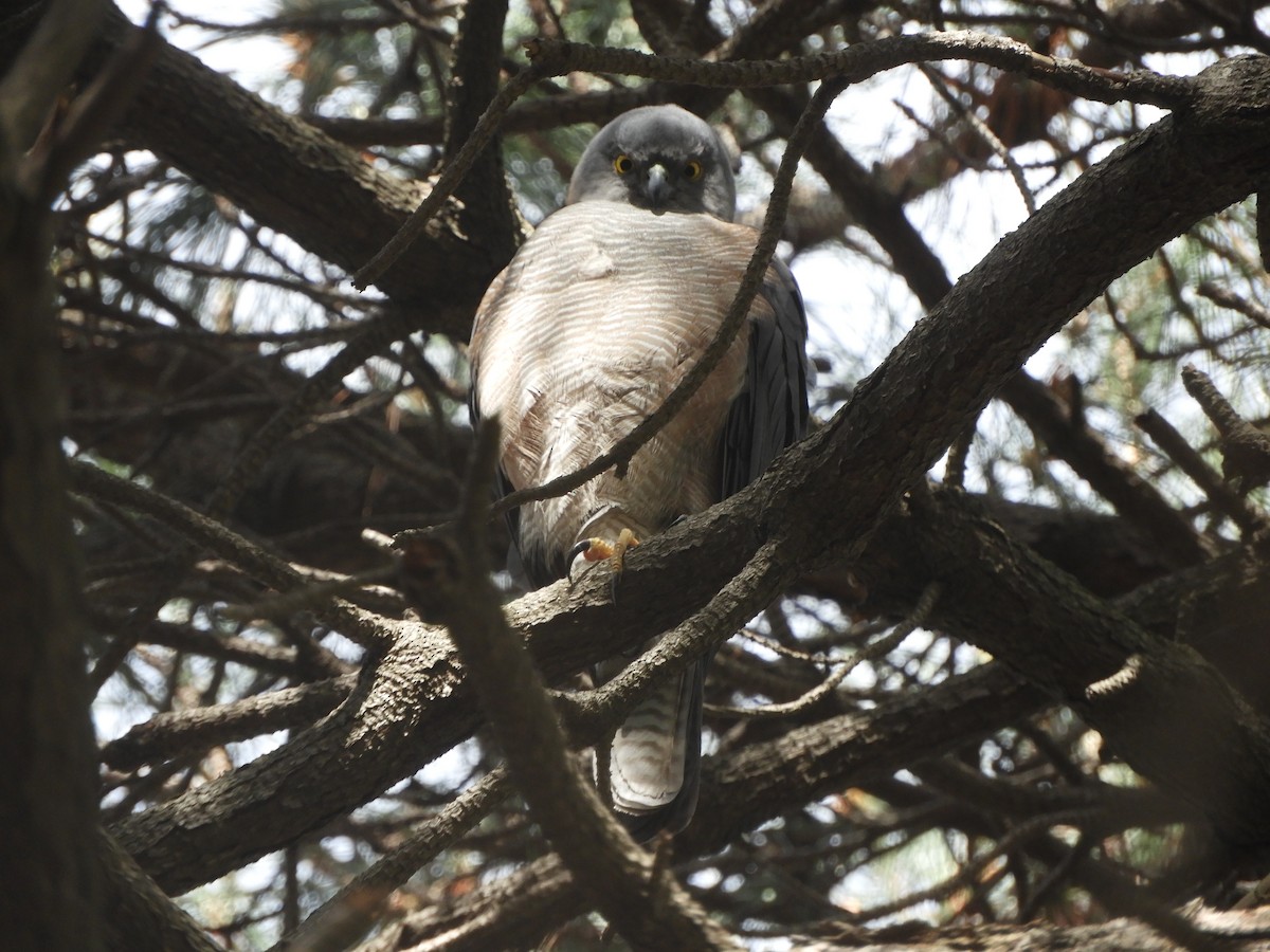 Collared Sparrowhawk - ML641596345