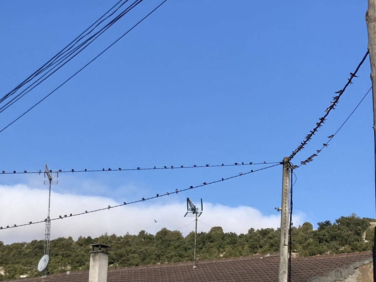 Western House-Martin - ML641596379