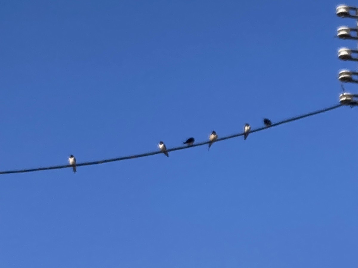 Barn Swallow - ML641596382