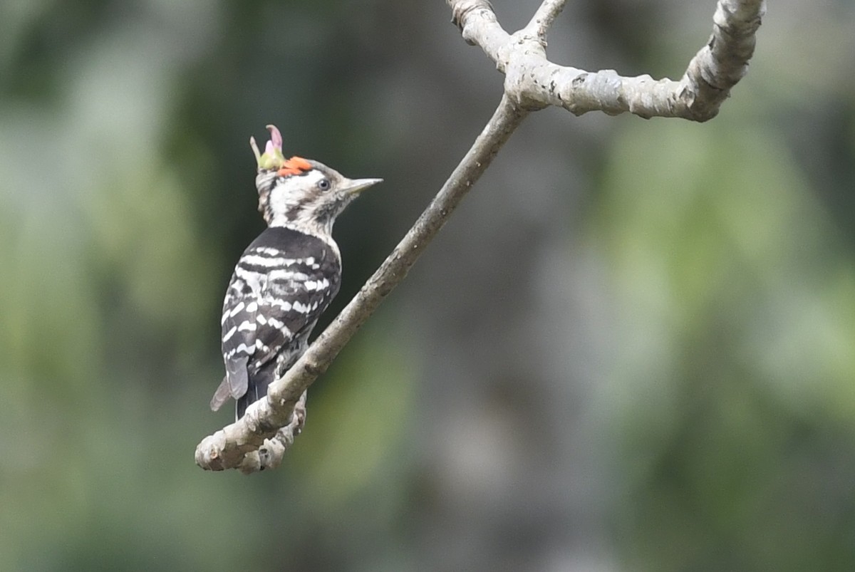 Gray-capped Pygmy Woodpecker - ML641596385