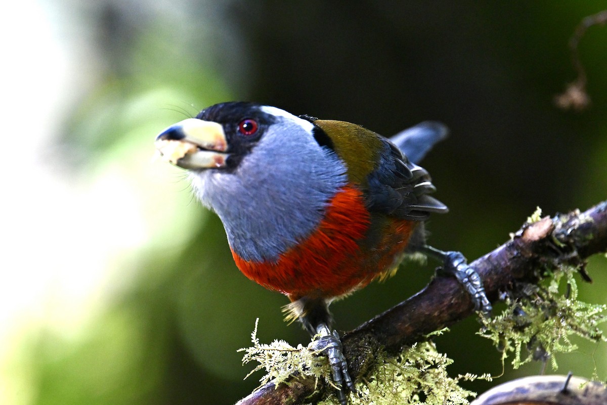 Toucan Barbet - ML641596407