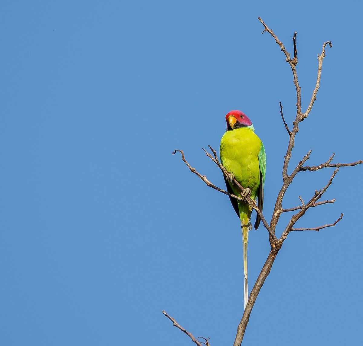 Plum-headed Parakeet - ML641596417