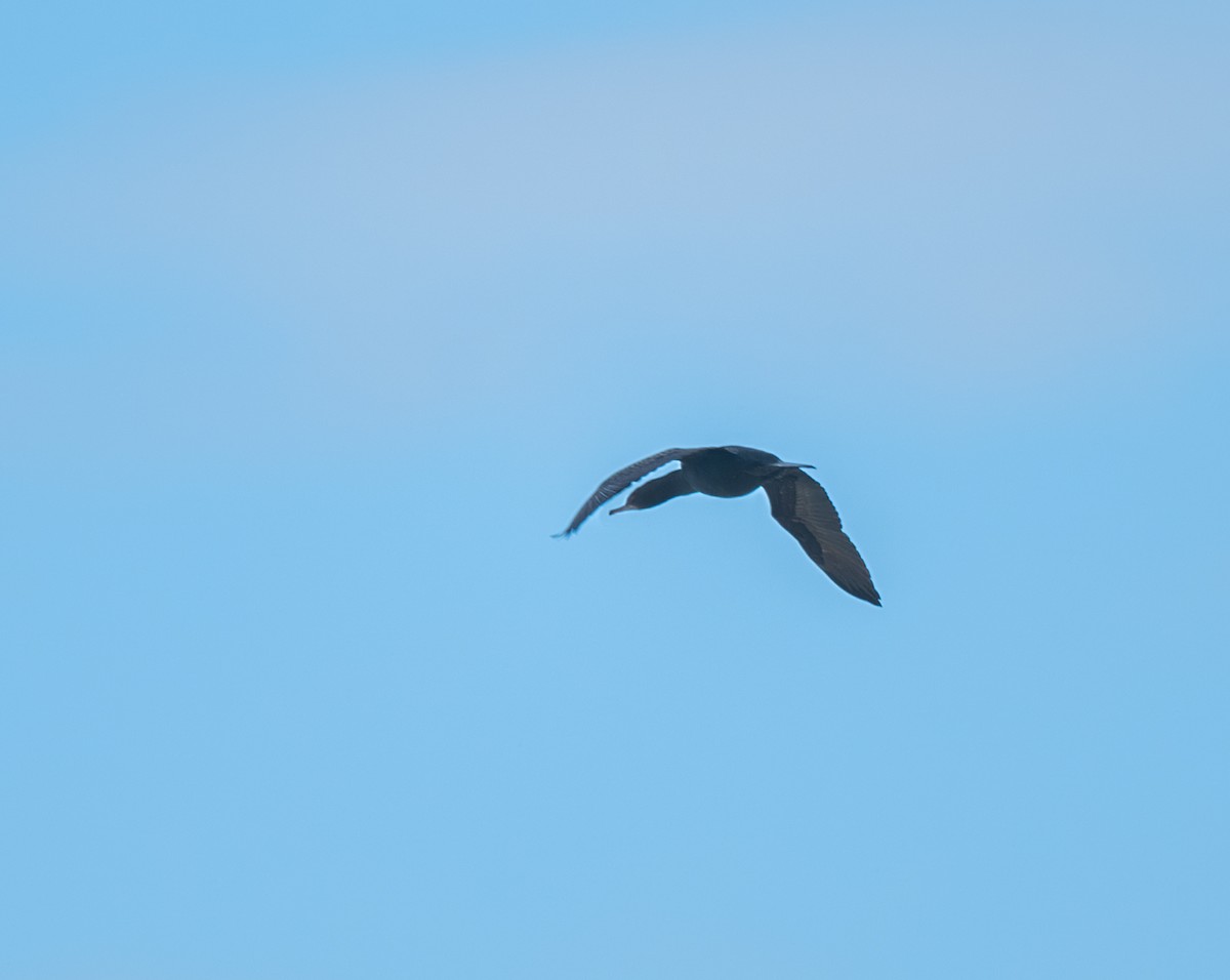 Little Black Cormorant - ML641596422