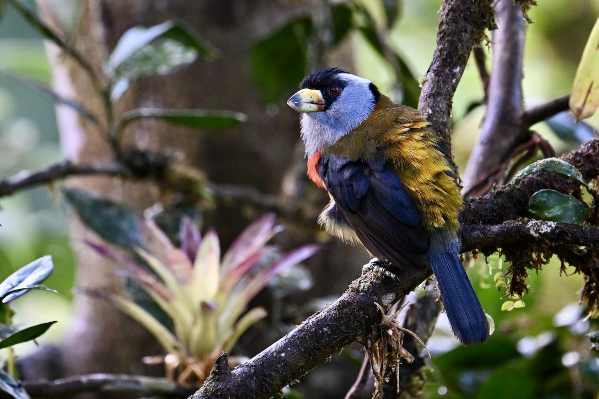 Toucan Barbet - ML641596456
