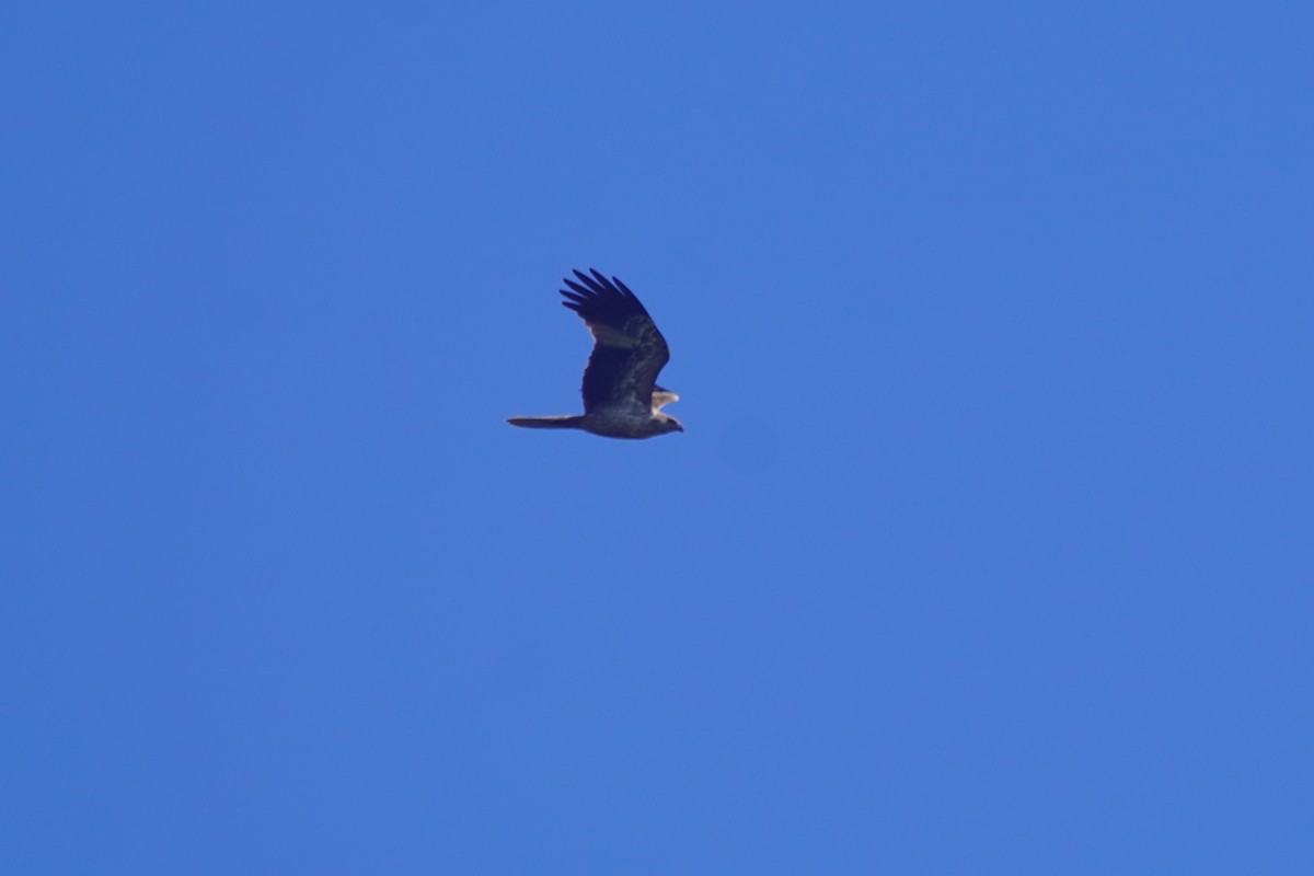 Whistling Kite - ML641596576