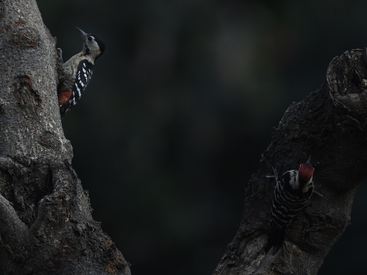 Fulvous-breasted Woodpecker - ML641596578