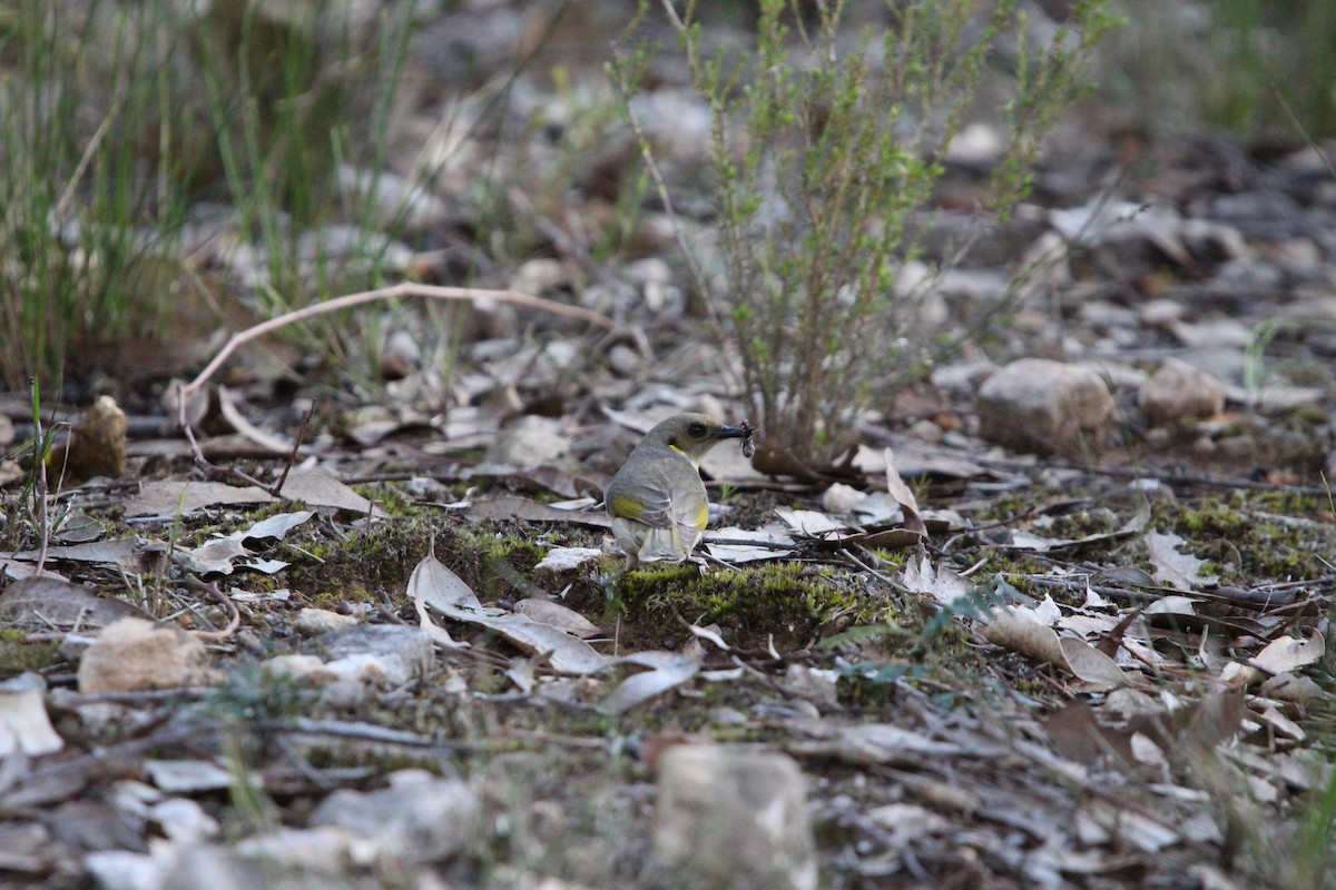Fuscous Honeyeater - ML641596585