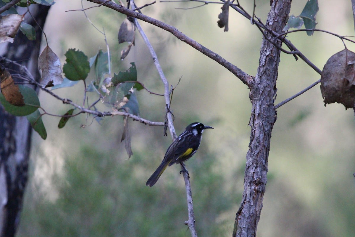 New Holland Honeyeater - ML641596592