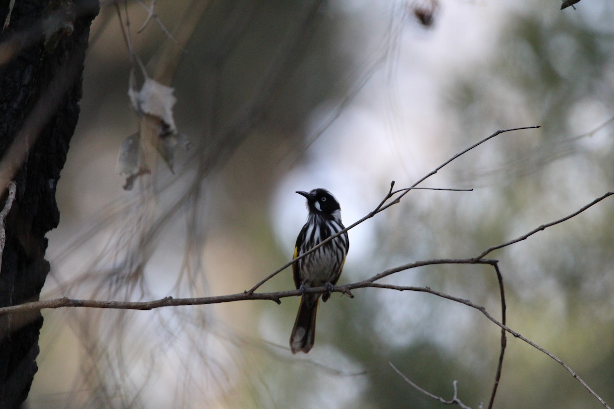 New Holland Honeyeater - ML641596596