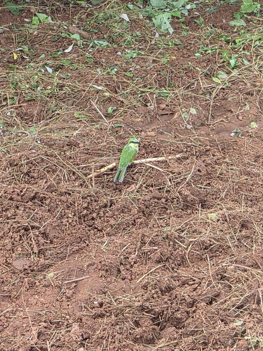 Asian Green Bee-eater - ML641596643