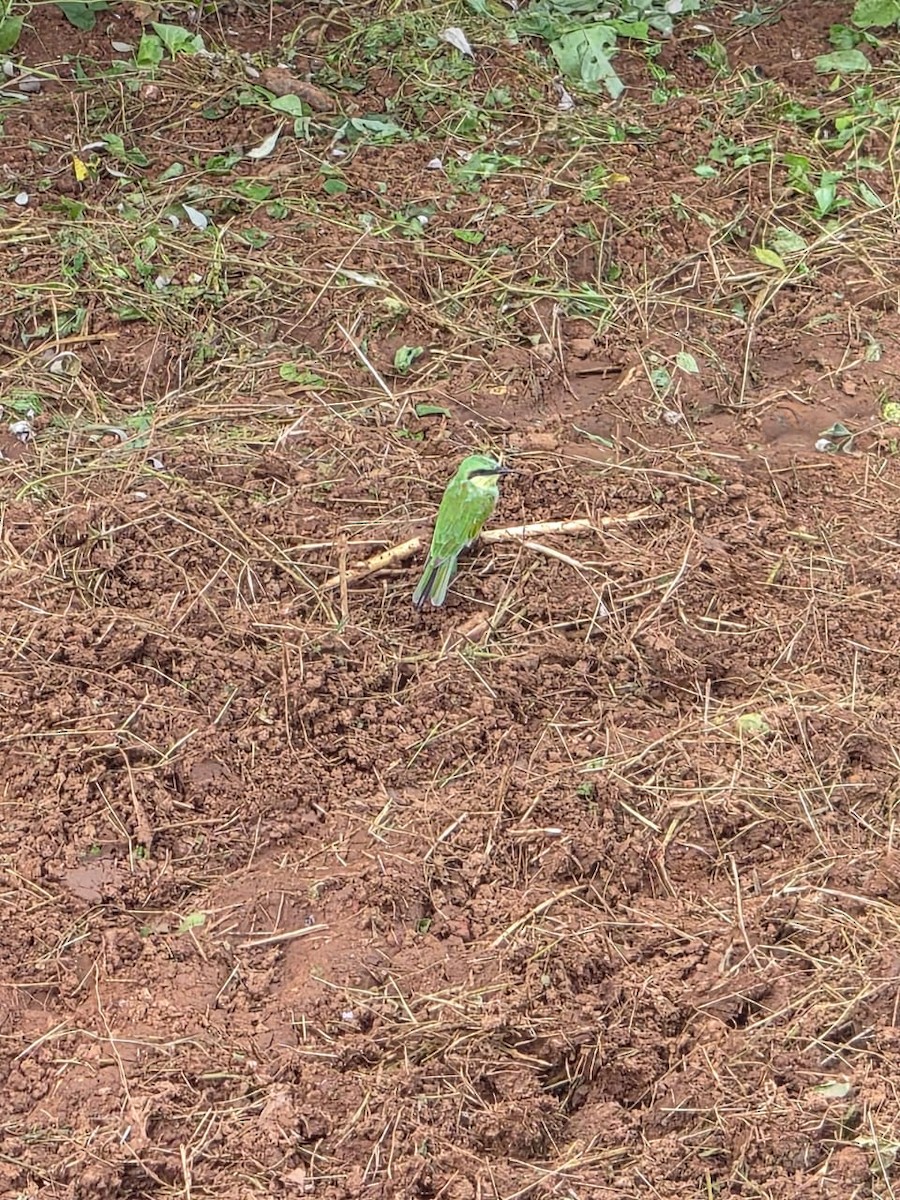Asian Green Bee-eater - ML641596644
