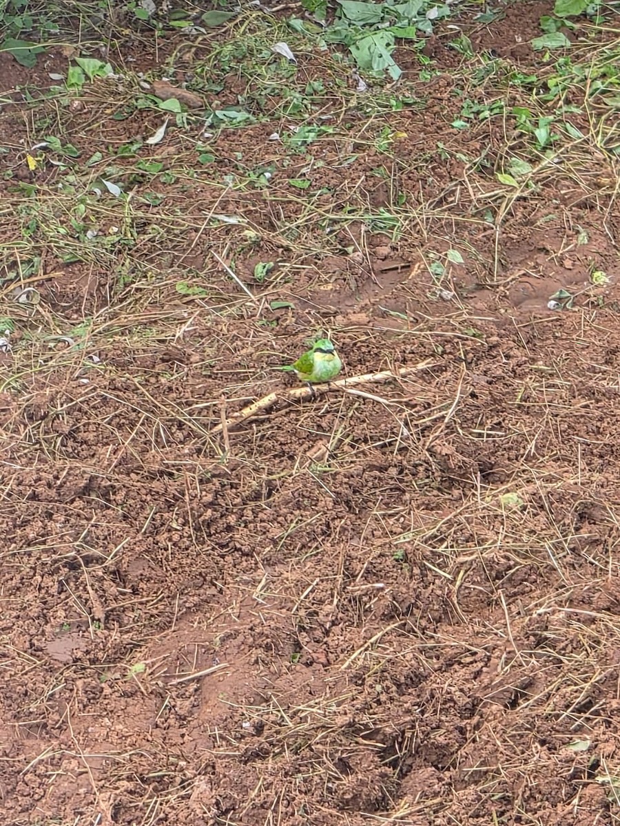 Asian Green Bee-eater - ML641596645