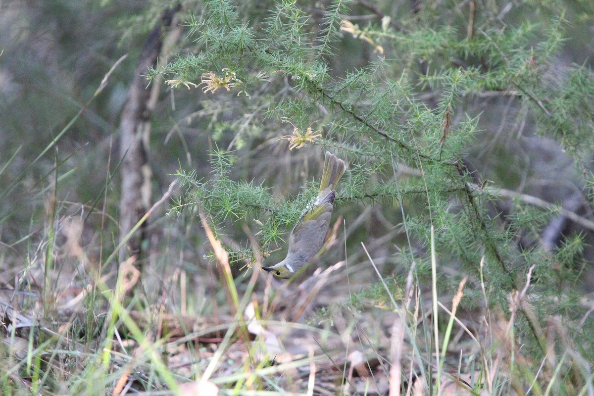 White-plumed Honeyeater - ML641596652