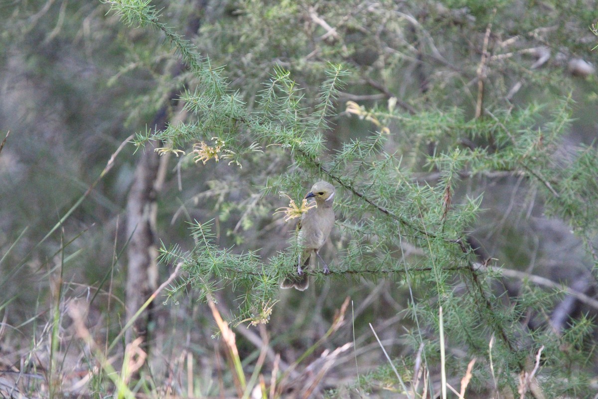 White-plumed Honeyeater - ML641596685
