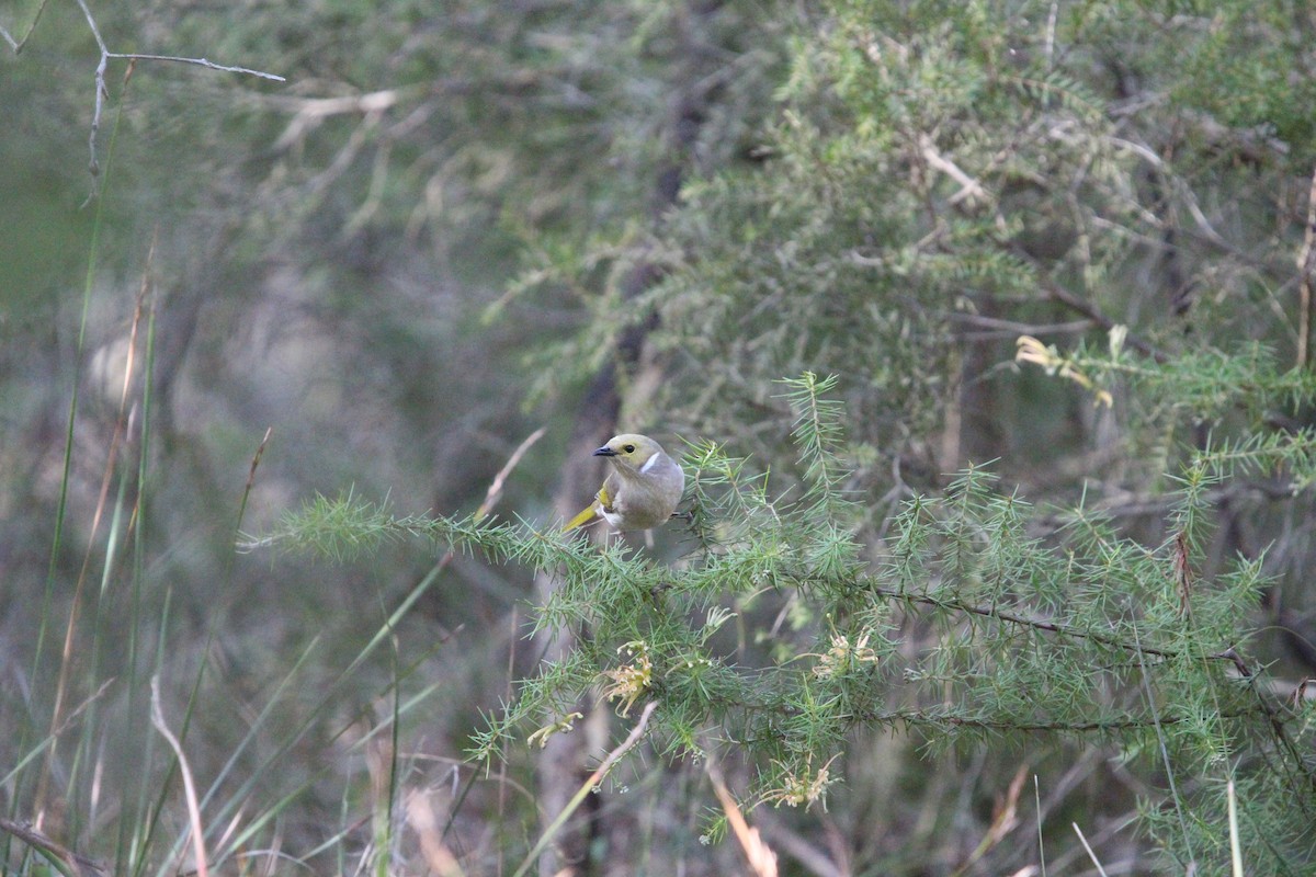White-plumed Honeyeater - ML641596690