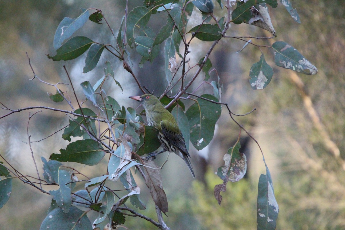 Olive-backed Oriole - ML641596725