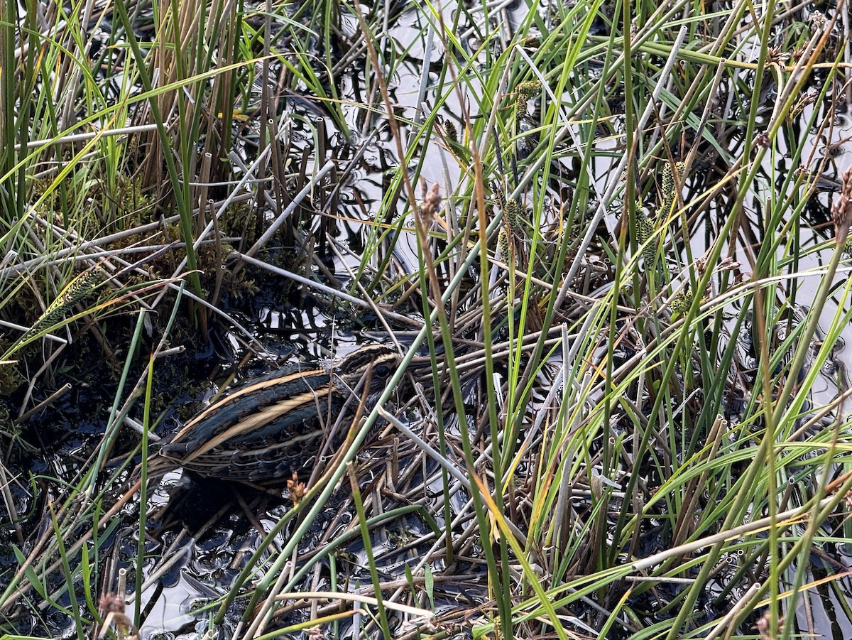 Jack Snipe - ML641596726