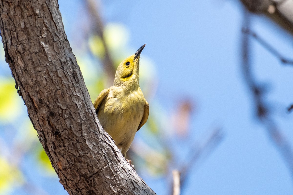 Yellow-tinted Honeyeater - ML641596803